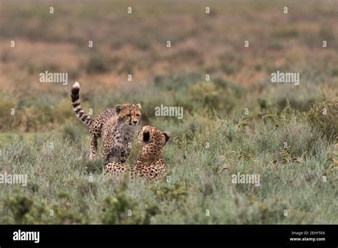 Cheetah Acinonyx Jubatus Ndutu Ngorongoro Conservation Area