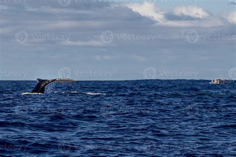 Humpback Whale Slapping Tail In Moorea French Polynesia Whale Watching