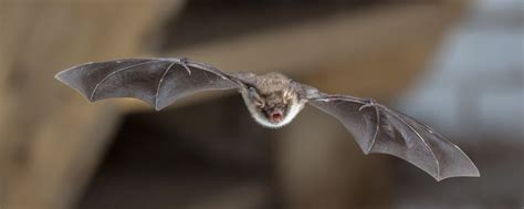 The Usual Signs of a Bat Infestation | Wildlife Removal Information