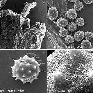 A Scanning Electron Micrography Of Flower With Pollen Grains Mature