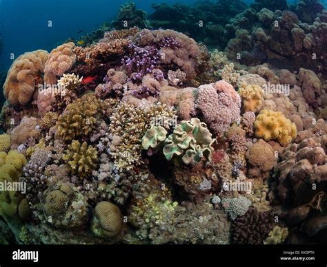 Coral Reefs Jeddah Saudi Arabia Stock Photo Alamy