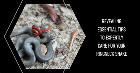 Ringneck Snake Care