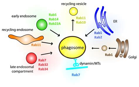 The Network Of Phagosomal Rab Gtpases The Most Common Rab Proteins