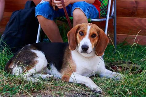 Beagle Foxhound Mix - Pitcures, Characteristics and Breed Info - Beagle ...