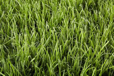 Identify Your Grass Artofit