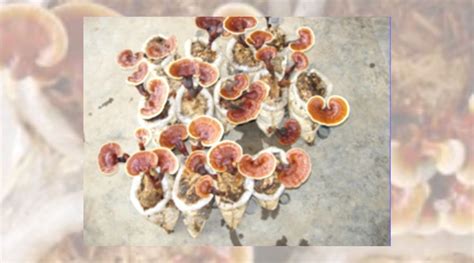 Ganoderma Cultivation: Single seed of Ganoderma mushroom, harvest three ...