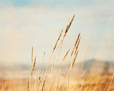 Items Similar To Beach Grass Photography Beach Decor Coastal Wall Art