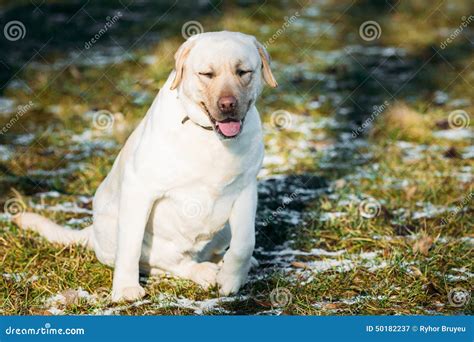 Beautiful White Labrador Lab Dog Outdoor Portrait Stock Image Image