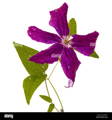 Purple Clematis Flower Isolated On White Background Stock Photo Alamy