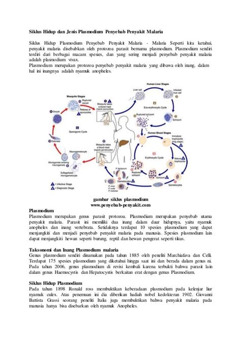 Siklus Hidup Dan Jenis Plasmodium Penyebab Penyakit Malaria