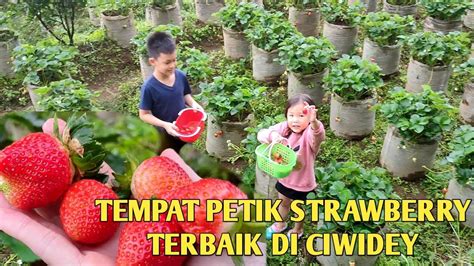 Petik Strawberry Di Ciwidey Ciwidey Indonesia Keenan And Janice