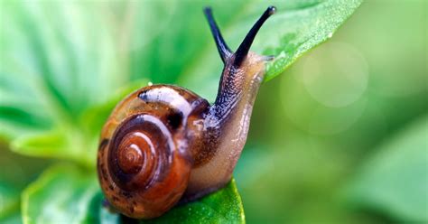 Snails And Their Eggs Are Low Fat Aphrodisiacs But Would You Try The New Food Trend