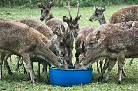 Do Deer Eat Sweet Feed • Support Wild