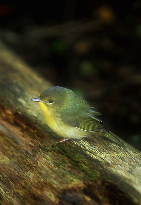 Common Yellow Throated Warbler Female Warbler In Fall Toni Lankerd