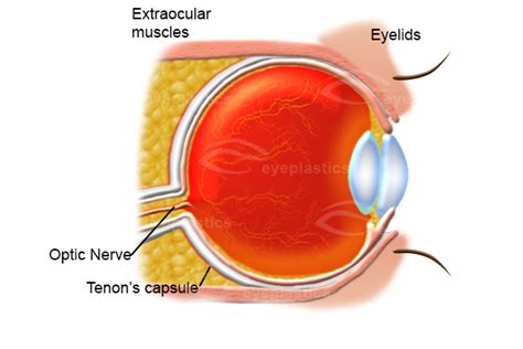 Eye Anatomy Side View