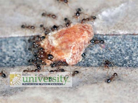 A Complete Guide To Ant Free Living Insights From University Termite And Pest Control