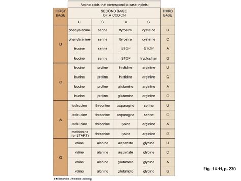 Chapter 14 Gene Expression I Rna A Structure