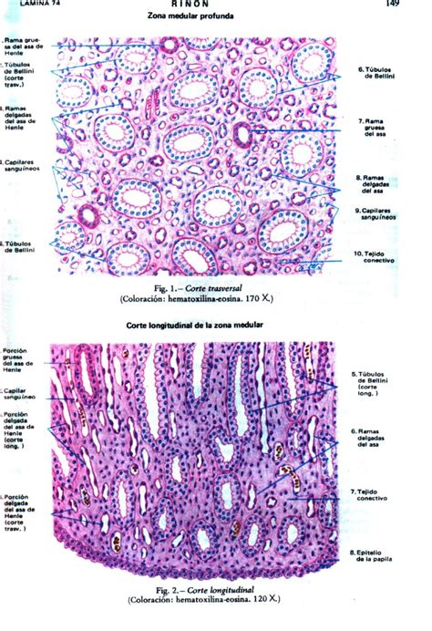 Atlas Di Fiore Libros De Histologia Laboratorios De Ciencias Histolog A