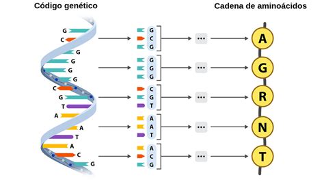 El ADN como código Labster Theory