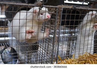 468 Mink farm Images, Stock Photos & Vectors | Shutterstock