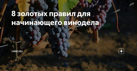 8 золотых правил для начинающего винодела | Vino.ru | Дзен