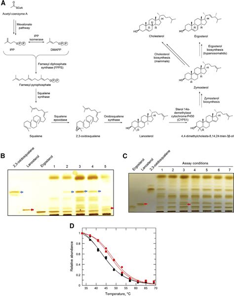 Effect of compound 1 on the sterol biosynthesis in L. donovani (A ...