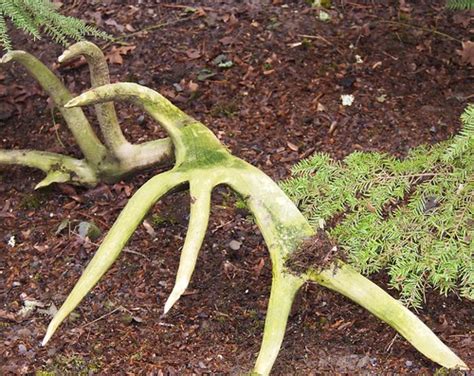 Portland Zoo 20140214 Green Antlers Pussreboots Flickr