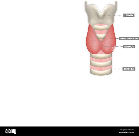 Anatomie der Schilddrüse mit Luftröhre Isthmus und des Kehlkopfes