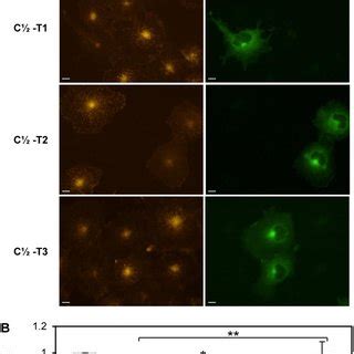 The effect of C terminal truncation of C½ on transferrin uptake A