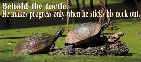 Quotes About Turtles. QuotesGram