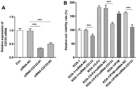 Cell Viability After Knockdown Of Cd133 Expression In Cells A The