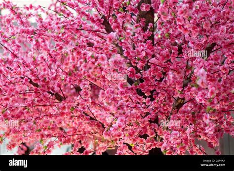 Chinese plum flower hi-res stock photography and images - Alamy