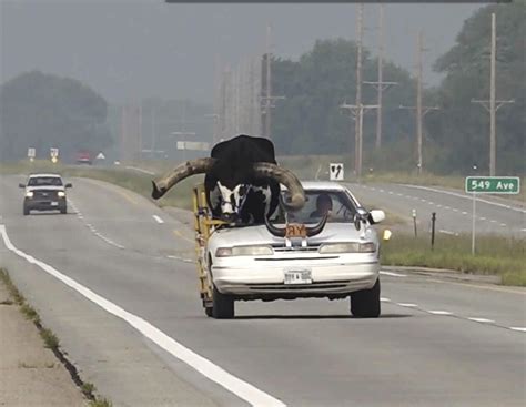 Watussi Rind F Hrt Auto Us Polizei Stoppt Skurrilen Viehtransport