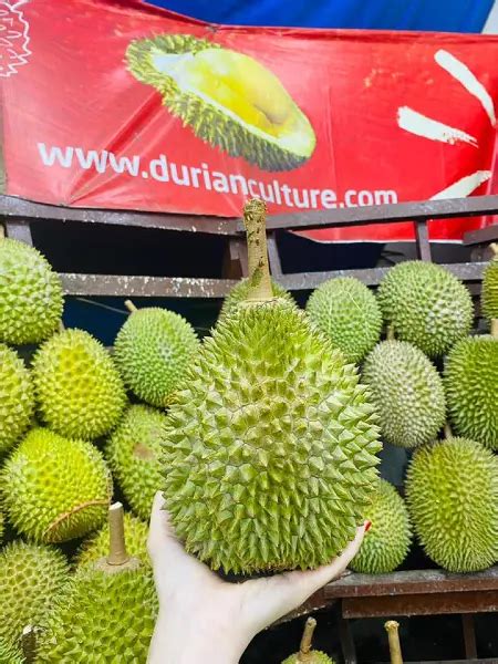 Best Durian Stalls Singapore 19 Places To Satisfy Cravings 2024