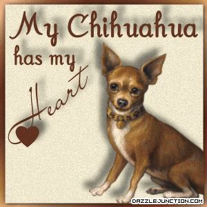 Famous quotes about 'Chihuahua' - Sualci Quotes 2019