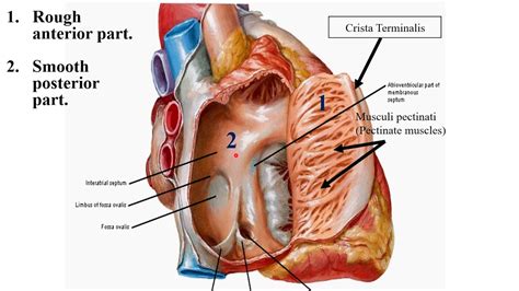 Internal Features Of Heart Youtube