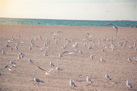 Una Bandada De Gaviotas Volando Sobre El Agua Imagen De Archivo