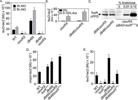 Toxr Activates The Vibrio Cholerae Virulence Genes By