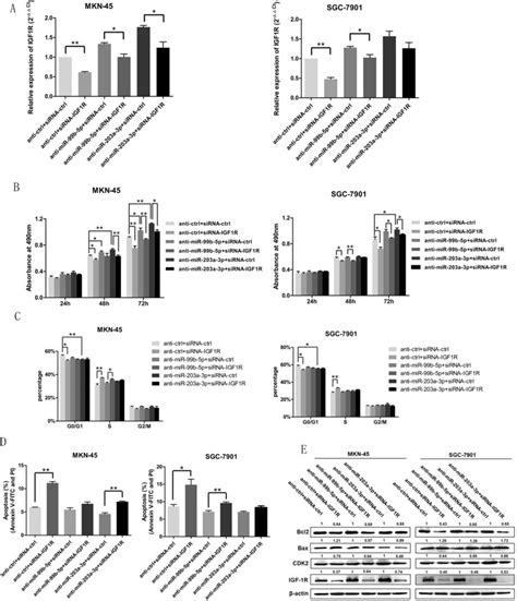 Knockdown Of IGF 1R Rescues Anti MiR 99b 5p 203a 3pinduced Cellular