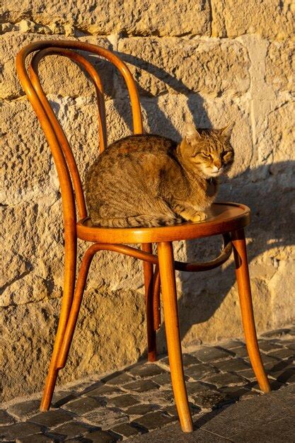 Premium Photo Cat Sitting On Chair