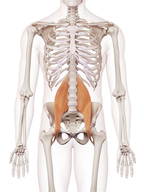 Ostéopathe Du Sport 44 Traitement Du Psoas Muscle Ilio Psoas Psoas