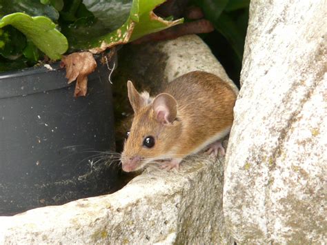 Mouse Trapping From The Experts In Reading Wokingham And Woodley