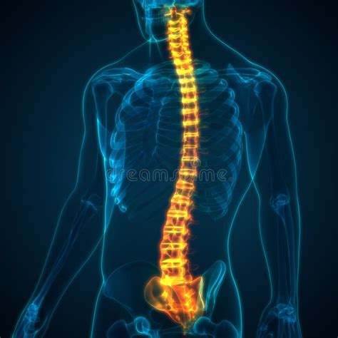 Columna Vertebral Del Sistema De Esqueleto Humano Anatom A Posterior Y