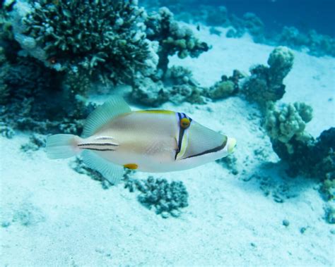 red sea fish  ras mohammed national park tiran island   sinai