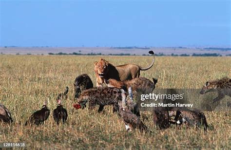 64 Lion Hunting Hyena Stock Photos, High-Res Pictures, and Images ...