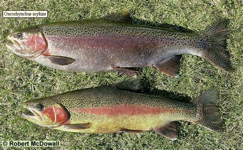 Rainbow Trout Oncorhynchus Mykiss Species Profile