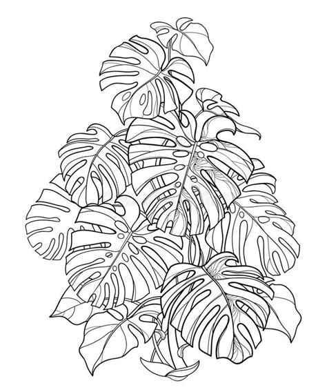 Vector Bush Of Outline Tropical Monstera Or Swiss Cheese Plant In Black Isolated On White