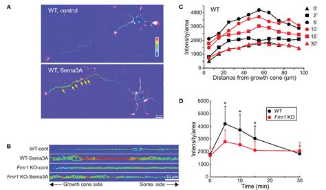 Figure From Fragile X Mental Retardation Protein Is Involved In