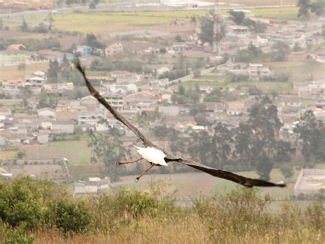 El Condor Pasa Hoster A Rose Cottage Idyllic Hostel In Otavalo Ecuador