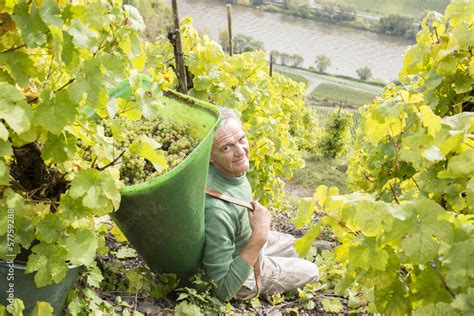 Traubenlese Im Steilhang Stock Foto Adobe Stock